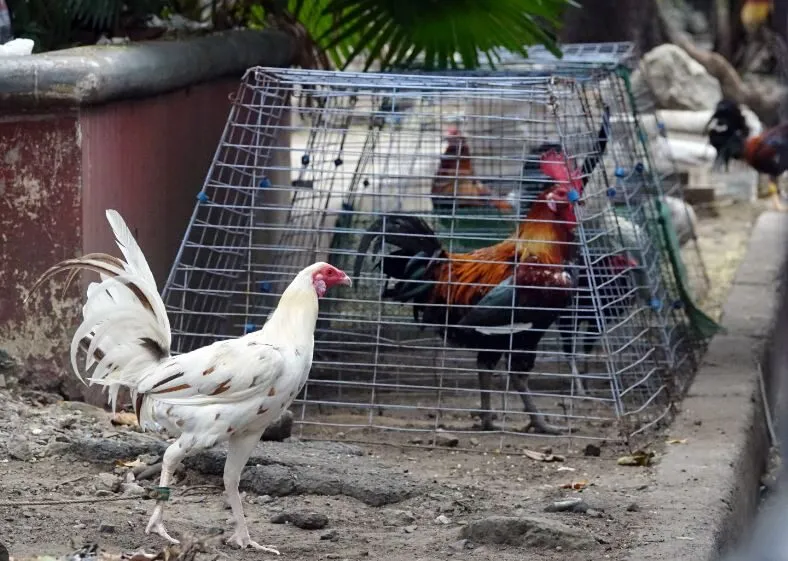 Đá gà Philippines - Sân Chơi Độc Đáo và Thú Vị Trong Đá Gà Trực Tuyến Tại BJ88 2 Luật chơi đá gà Philippines